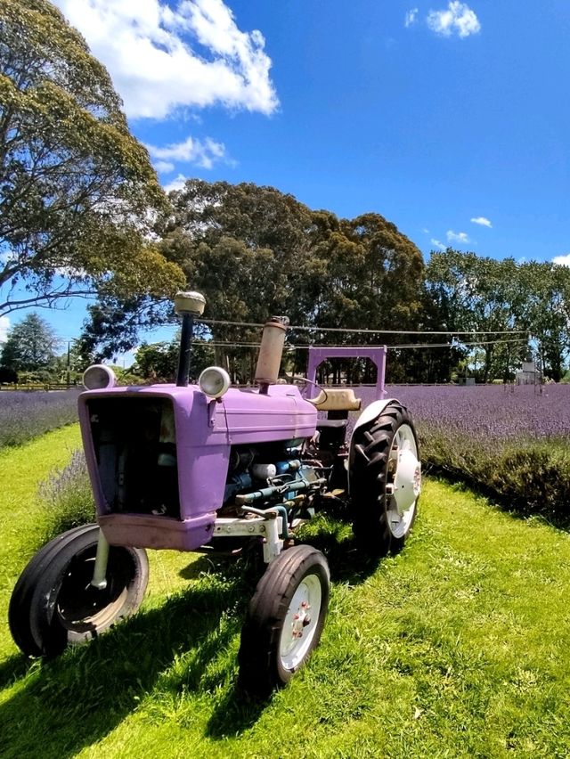 Pick Your Own Lavender 🪻