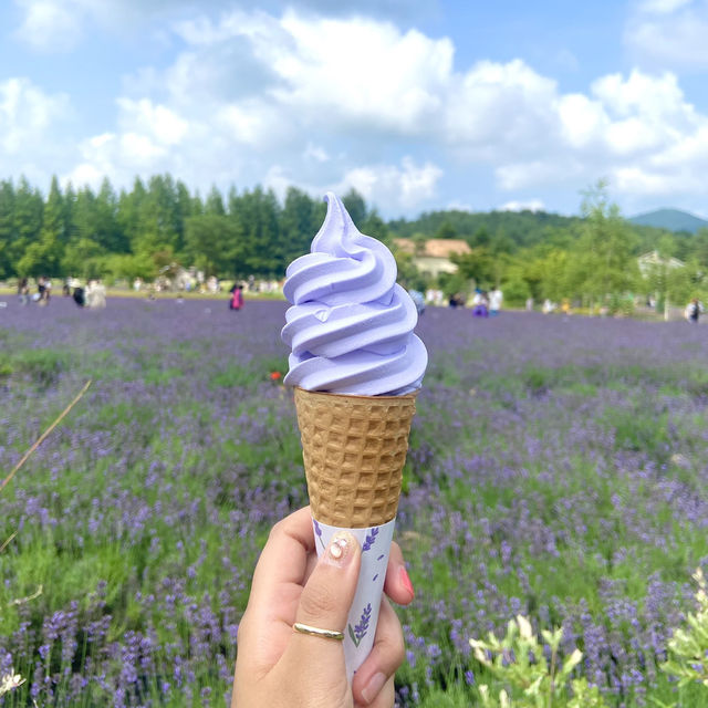 강원도 보라빛 여름여행💜 하늬 라벤더팜