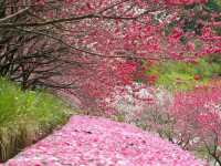 昼神溫泉阿智村桃花之里