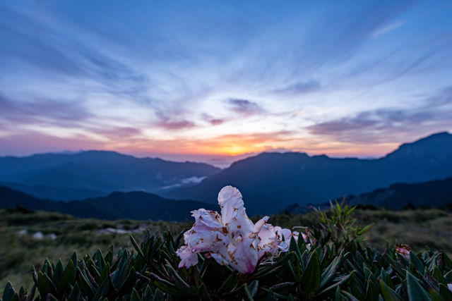台灣-最美杜鵑配日出-台灣合歡東峰