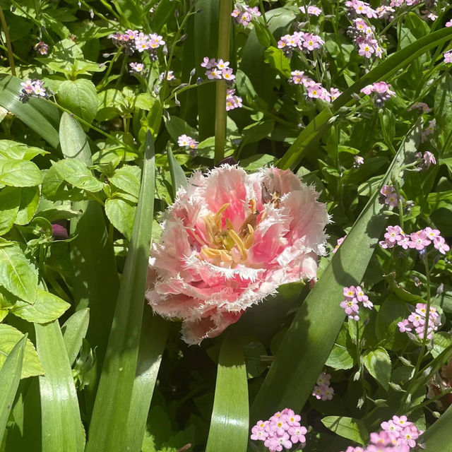 丘吉爾莊園：春日美景浪漫約會的絕佳去處