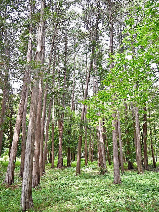 【東村山八坂神社/東京都】東村山にある祇園信仰の神社