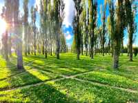 The Green Cathedral, Marinus Boezem 1987
