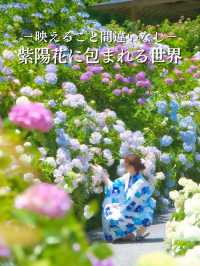 【千葉】どっから見ても紫陽花だらけ😍 250品種・10,000株以上の紫陽花がお出迎え✨