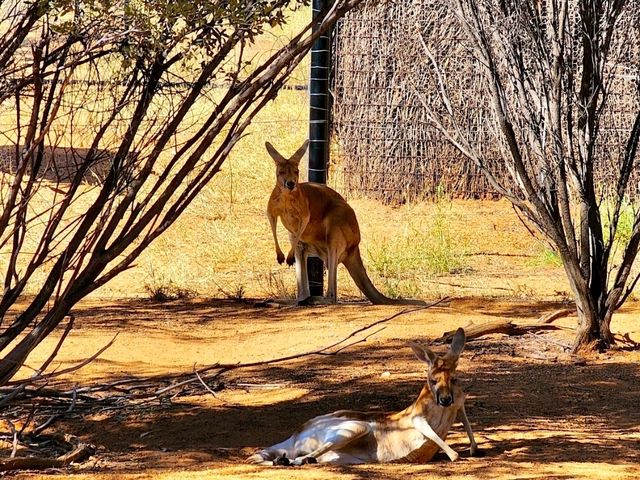 Alice Springs Desert Park