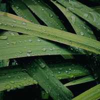 「下賀茂熱帶植物園：熱帶雨林奇景，原始自然之旅」