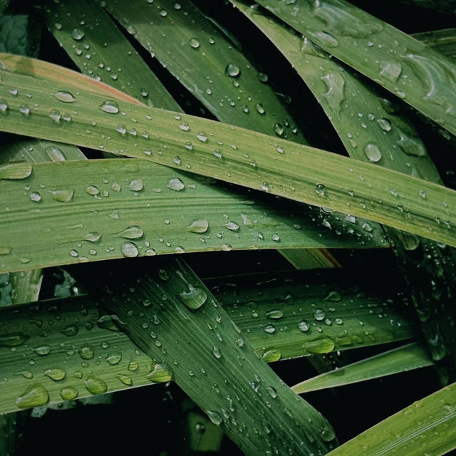 「下賀茂熱帶植物園：熱帶雨林奇景，原始自然之旅」