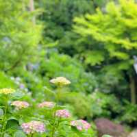 【鎌倉】長谷寺のあじさい！人気の紫陽花路を散策