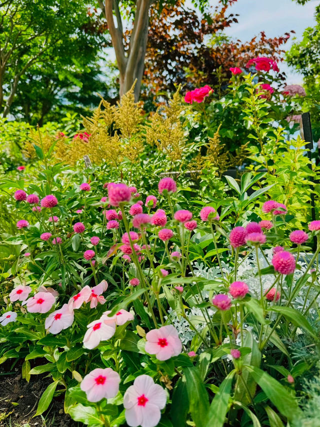 【東京】カラフルな紫陽花がかわいい🤍おすすめ紫陽花スポット💜