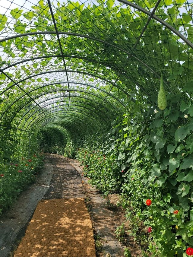 백일홍도 볼 수 있는 함안 해바라기 마을🌻