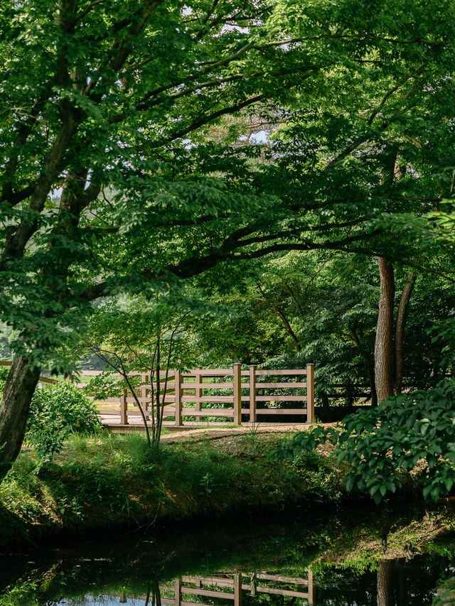 경남 사진찍기 좋은 여행지, 고성 장산숲🌳