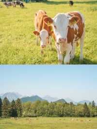 【ドイツ🇩🇪】アルプスの山々とお城が眺められるハイキングコース！