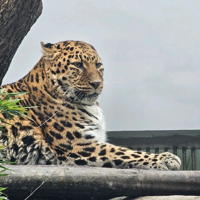 應有盡有成都動物園