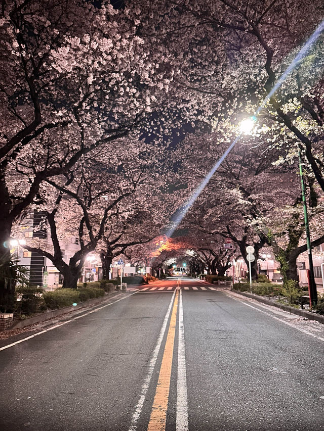 〜神奈川県〜桜と岡本太郎アート作品😳