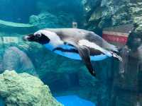 【京都】京都駅から歩いてもいける水族館