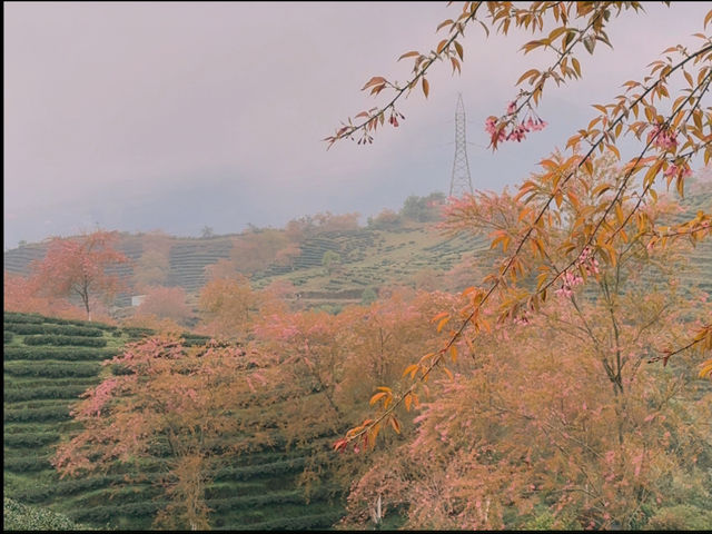 Oolong Sapa Tea Hill: A Cherry Blossom Paradise