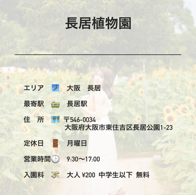 この夏行きたい！ひまわり畑🌻