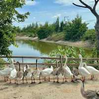 พักผ่อน ฟาร์มสเตย์ฮีลใจ ใกล้กรุงเทพ🪿🧺🌳
