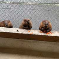 【動物に癒されるトリアスふれあい動物園】