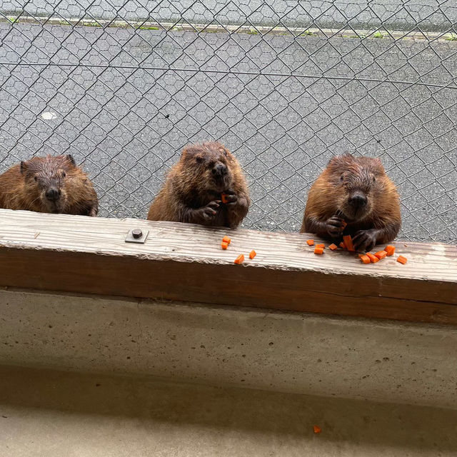 【動物に癒されるトリアスふれあい動物園】