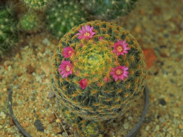 สวนกระบองเพชร จ.สุพรรณบุรี