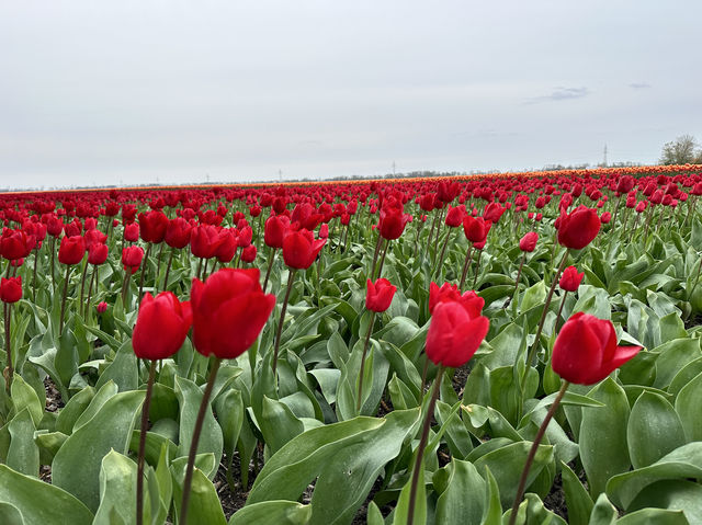 荷蘭🇳🇱公路旅行隨處可見的鬱金香花園
