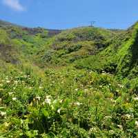 The hidden valley of Calla Lilies 