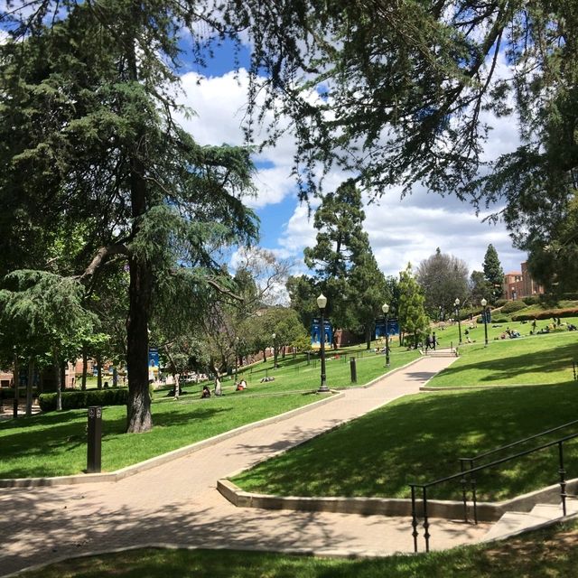 미국의 캠퍼스 생활을 느낄 수있는 , UCLA 대학교🏫