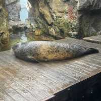 大阪自由行｜大阪水族館海遊館
