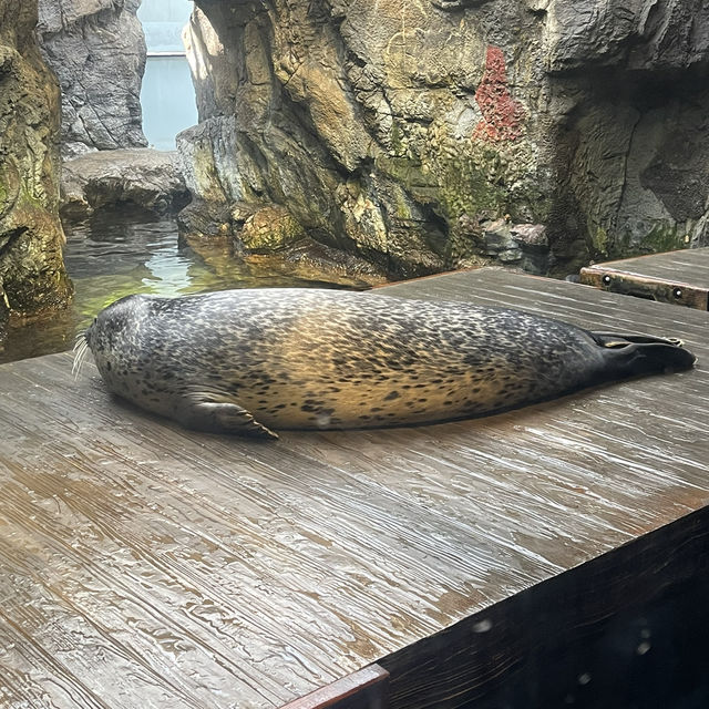大阪自由行｜大阪水族館海遊館