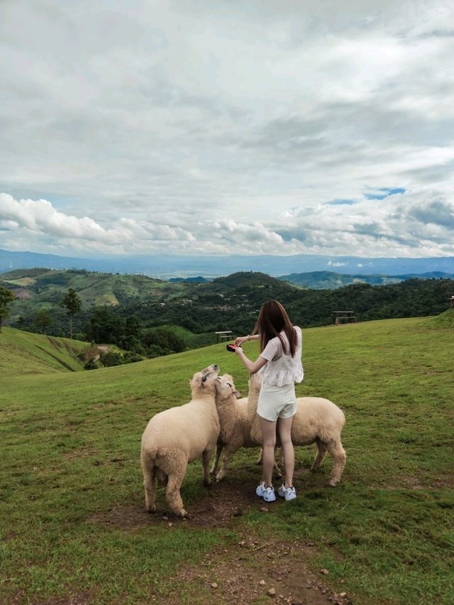 Cafe สุดฮิต Akha Farmville ไปกอดน้องแกะกัน!!