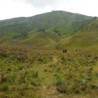 GRASSLANDS OF SAVANNAH HILLS 