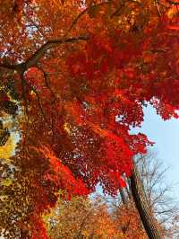 🍂 Colourful Nami Island