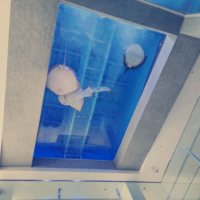 潮境智能海洋館：科技與海洋的完美融合