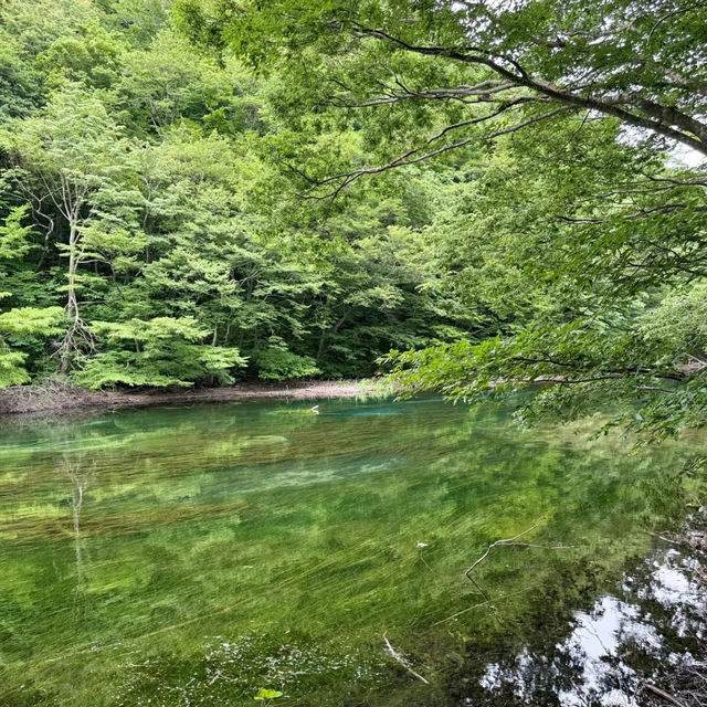 布滝：綠意盎然的自然🌿💦