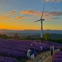 온통 보랏빛물결 거창 감악산 일몰부터 야경까지💜