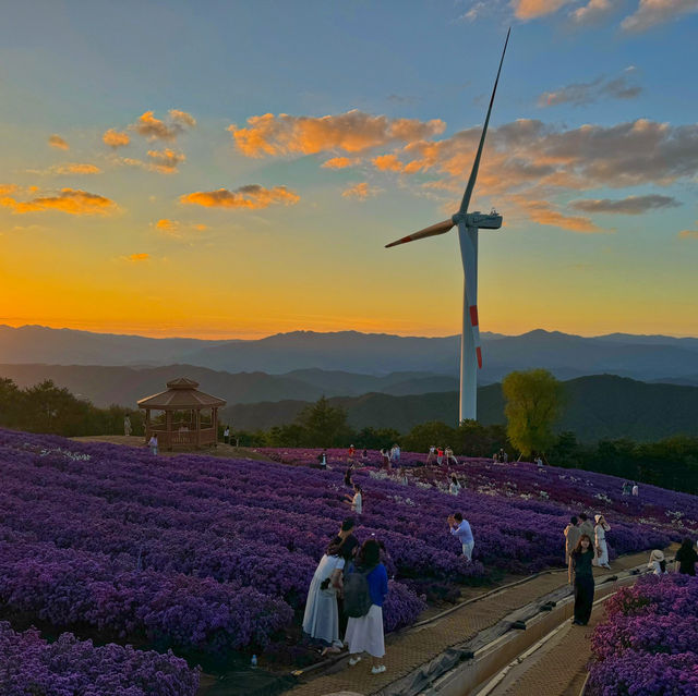 온통 보랏빛물결 거창 감악산 일몰부터 야경까지💜
