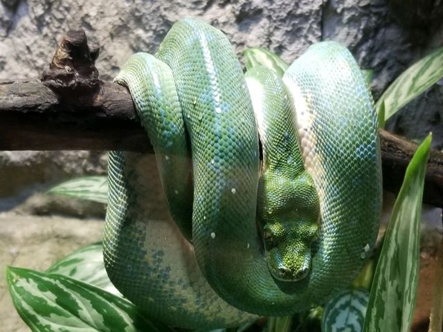 【北海道】札幌市内から近い！円山動物園の写真映えの動物たち