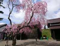 【五稜郭公園:北海道函館市】春には綺麗な桜が見れる五稜郭公園🌸