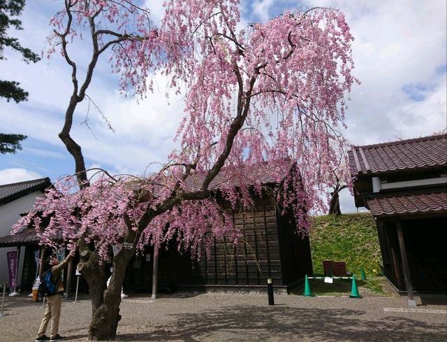 【五稜郭公園:北海道函館市】春には綺麗な桜が見れる五稜郭公園🌸