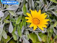 墨爾本賞花-南半球百花綻放的皇家植物園