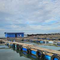 檳城漁港新體驗，乘船遊海魚養殖場。