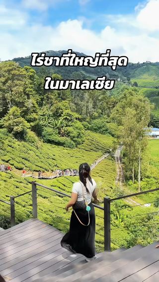 ไร่ชาที่ใหญ่ที่สุดในมาเลเซีย