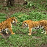 ZOO JOHOR