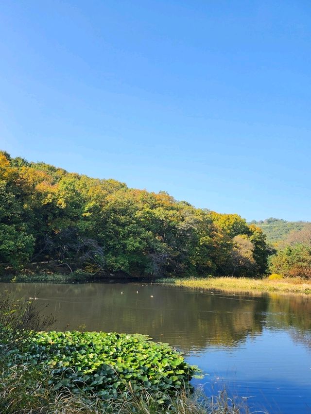유네스코 등재된 문화유산을 볼 수 있는 김포 장릉♥️