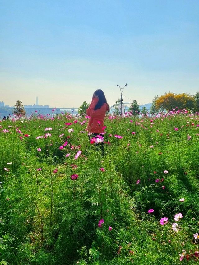 가을을 핑크빛으로 물들인 코스모스🌸🌸