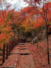 가장 빠른 단풍을 볼수 있는 시월의 단풍여행지🍁