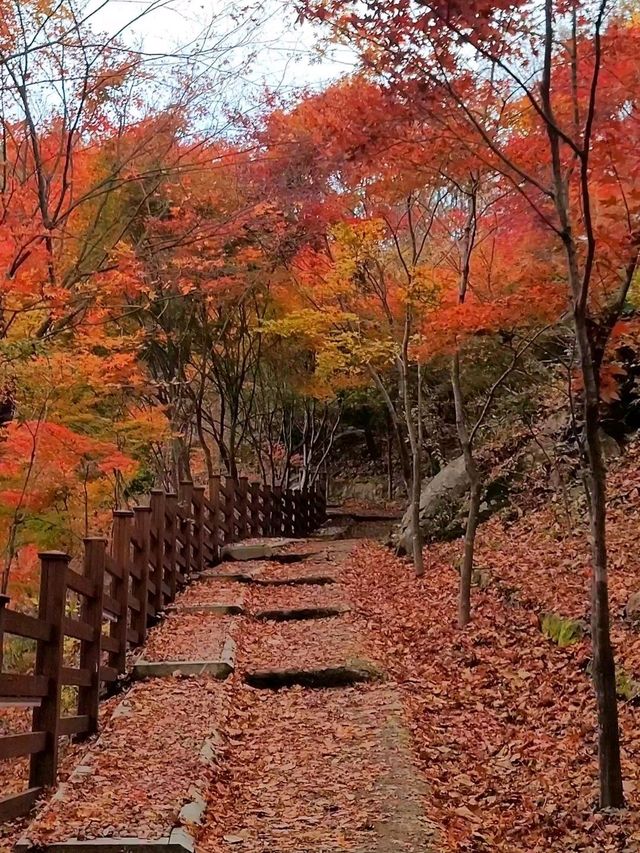 가장 빠른 단풍을 볼수 있는 시월의 단풍여행지🍁