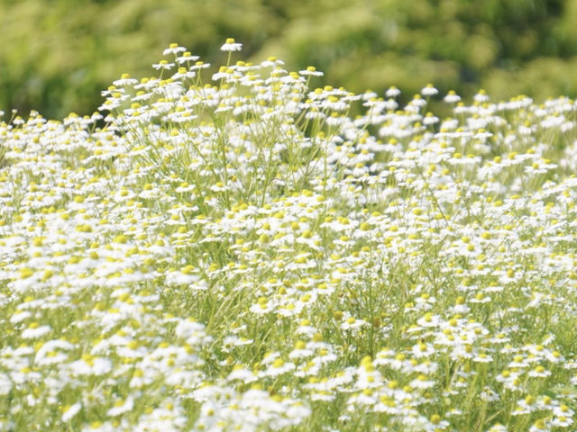 【宮城】ざおうハーブ🌿