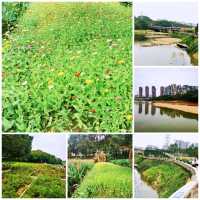 觀瀾河濕地公園